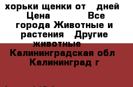 хорьки щенки от 35дней › Цена ­ 4 000 - Все города Животные и растения » Другие животные   . Калининградская обл.,Калининград г.